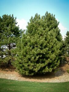 Сосна Чёрная (Pinus Nigra) купить по цене от 270.00р. в интернет-магазине «Посадика» с доставкой почтой в в Котельникие и по всей России – [изображение №1].