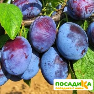 Слива Чачакская ранняя купить по цене от 229.00р. в интернет-магазине «Посадика» с доставкой почтой в в Котельникие и по всей России – [изображение №1].