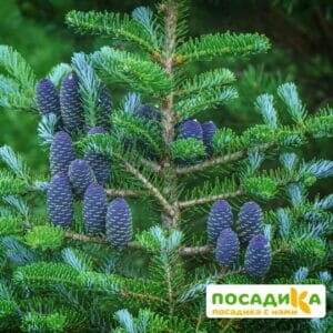 Пихта корейская (Abies koreana) купить по цене от 450.00р. в интернет-магазине «Посадика» с доставкой почтой в в Котельникие и по всей России – [изображение №1].