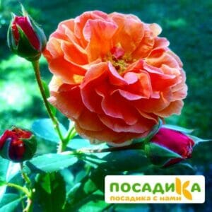 Роза Арабия купить по цене от 350.00р. в интернет-магазине «Посадика» с доставкой почтой в в Котельникие и по всей России – [изображение №1].