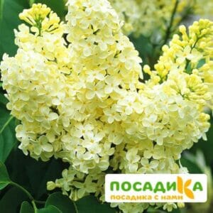 Сирень Примроуз (Primrose) купить по цене от 529.00р. в интернет-магазине «Посадика» с доставкой почтой в в Котельникие и по всей России – [изображение №1].