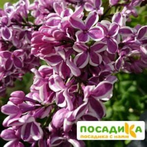 Сирень Сенсация купить по цене от 529.00р. в интернет-магазине «Посадика» с доставкой почтой в в Котельникие и по всей России – [изображение №1].