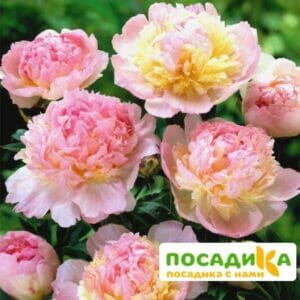 Пион Распберри Сандей (Paeonia Raspberry Sundae) купить по цене от 959р. в интернет-магазине «Посадика» с доставкой почтой в в Котельникие и по всей России – [изображение №1].