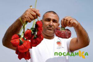 Клубника Гигант Джорнея купить по цене от 266р. в интернет-магазине «Посадика» с доставкой почтой в в Котельникие и по всей России – [изображение №1].