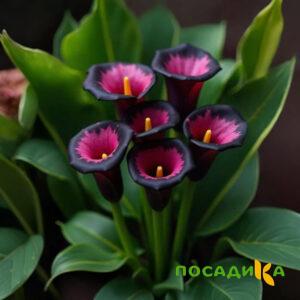 Калла Аура Лейс купить по цене от 400р. в интернет-магазине «Посадика» с доставкой почтой в в Котельникие и по всей России – [изображение №1].
