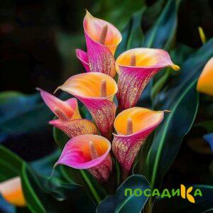 Калла Оникс купить по цене от 450р. в интернет-магазине «Посадика» с доставкой почтой в в Котельникие и по всей России – [изображение №1].