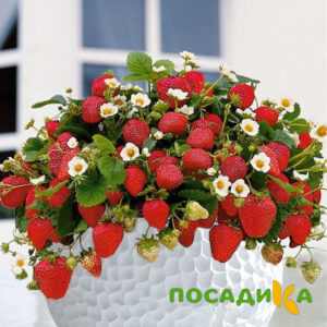 Клубника Рубиновый Шепот (горшечная) купить по цене от 240р. в интернет-магазине «Посадика» с доставкой почтой в в Котельникие и по всей России – [изображение №1].