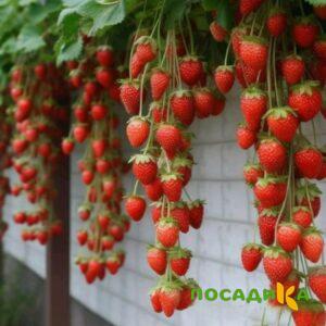 Клубника вьющаяся Комплимент купить по цене от 470р. в интернет-магазине «Посадика» с доставкой почтой в в Котельникие и по всей России – [изображение №1].