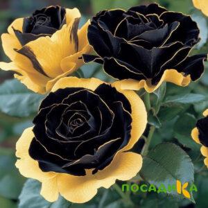Роза Ханни Сикл купить по цене от 700р. в интернет-магазине «Посадика» с доставкой почтой в в Котельникие и по всей России – [изображение №1].