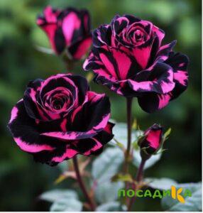 Роза Багровый Шепот купить по цене от 366р. в интернет-магазине «Посадика» с доставкой почтой в в Котельникие и по всей России – [изображение №1].
