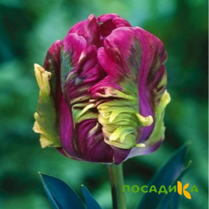 Тюльпан Экзотик Хэвен купить по цене от 186р. в интернет-магазине «Посадика» с доставкой почтой в в Котельникие и по всей России – [изображение №1].