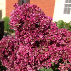 Флокс Филингс купить по цене от 329р. в интернет-магазине «Посадика» с доставкой почтой в в Котельникие и по всей России – [изображение №1].