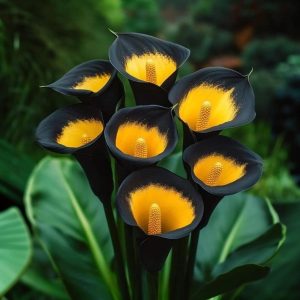 Калла Легато купить по цене от 620р. в интернет-магазине «Посадика» с доставкой почтой в в Котельникие и по всей России – [изображение №1].