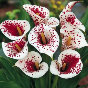 Калла Эмпайр купить по цене от 302р. в интернет-магазине «Посадика» с доставкой почтой в в Котельникие и по всей России – [изображение №1].