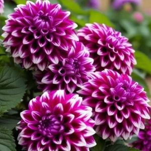 Георгин Кристал Корт купить по цене от 602р. в интернет-магазине «Посадика» с доставкой почтой в в Котельникие и по всей России – [изображение №1].