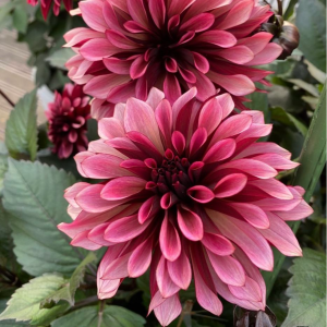 Георгин Перли Сансет купить по цене от 309р. в интернет-магазине «Посадика» с доставкой почтой в в Котельникие и по всей России – [изображение №1].