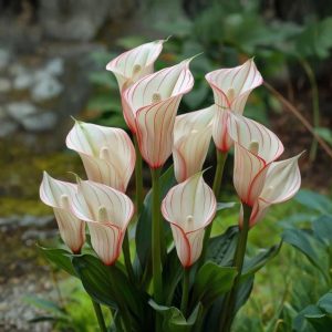 Калла Глейшер купить по цене от 299р. в интернет-магазине «Посадика» с доставкой почтой в в Котельникие и по всей России – [изображение №1].