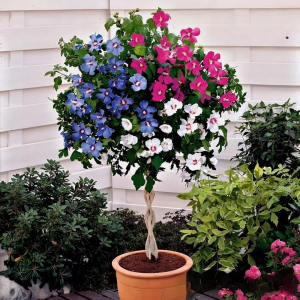 Гибискус-Дерево Триколор купить по цене от 289р. в интернет-магазине «Посадика» с доставкой почтой в в Котельникие и по всей России – [изображение №1].