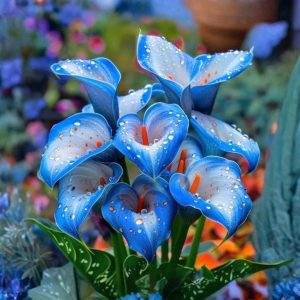 Калла Портрейт купить по цене от 292р. в интернет-магазине «Посадика» с доставкой почтой в в Котельникие и по всей России – [изображение №1].