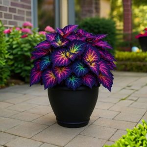 Хоста Фрости Блю купить по цене от 389р. в интернет-магазине «Посадика» с доставкой почтой в в Котельникие и по всей России – [изображение №1].