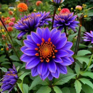 Георгин Лазурит купить по цене от 799р. в интернет-магазине «Посадика» с доставкой почтой в в Котельникие и по всей России – [изображение №1].