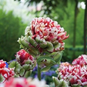 Тюльпан Дабл Флеминг Берд купить по цене от 249р. в интернет-магазине «Посадика» с доставкой почтой в в Котельникие и по всей России – [изображение №1].