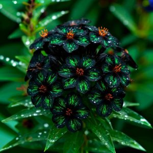 Флокс Ривьера купить по цене от 299р. в интернет-магазине «Посадика» с доставкой почтой в в Котельникие и по всей России – [изображение №1].