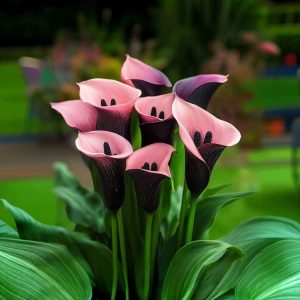 Калла Энигма купить по цене от 291р. в интернет-магазине «Посадика» с доставкой почтой в в Котельникие и по всей России – [изображение №1].