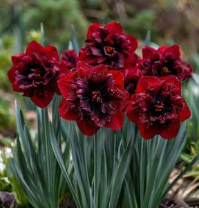 Нарцисс Сапфировый Бриз купить по цене от 3000р. в интернет-магазине «Посадика» с доставкой почтой в в Котельникие и по всей России – [изображение №1].