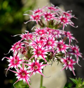 Флокс Метельчатый Путь купить по цене от 456р. в интернет-магазине «Посадика» с доставкой почтой в в Котельникие и по всей России – [изображение №1].