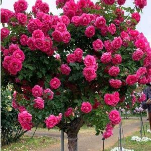 Роза Версаля купить по цене от 232р. в интернет-магазине «Посадика» с доставкой почтой в в Котельникие и по всей России – [изображение №1].