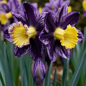 Нарцисс Акропоис купить по цене от 382р. в интернет-магазине «Посадика» с доставкой почтой в в Котельникие и по всей России – [изображение №1].