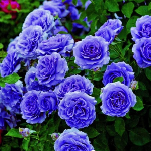Роза Блю Мун купить по цене от 450р. в интернет-магазине «Посадика» с доставкой почтой в в Котельникие и по всей России – [изображение №1].