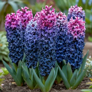 Гиацинт Блю Спринг купить по цене от 2099р. в интернет-магазине «Посадика» с доставкой почтой в в Котельникие и по всей России – [изображение №1].