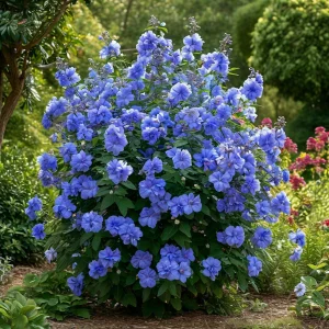 Гибискус Сансет Блоссом купить по цене от 248р. в интернет-магазине «Посадика» с доставкой почтой в в Котельникие и по всей России – [изображение №1].