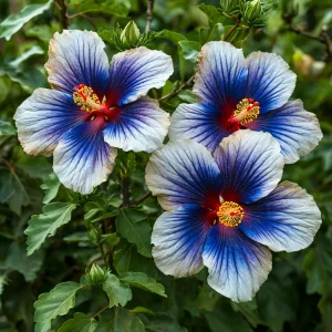 Гибискус Илюжн Вилью купить по цене от 259р. в интернет-магазине «Посадика» с доставкой почтой в в Котельникие и по всей России – [изображение №1].