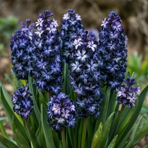 Гиацинт Блум Клауд купить по цене от 2099р. в интернет-магазине «Посадика» с доставкой почтой в в Котельникие и по всей России – [изображение №1].