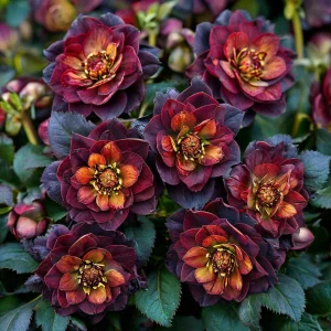 Морозник Сноу Дроп купить по цене от 348р. в интернет-магазине «Посадика» с доставкой почтой в в Котельникие и по всей России – [изображение №1].