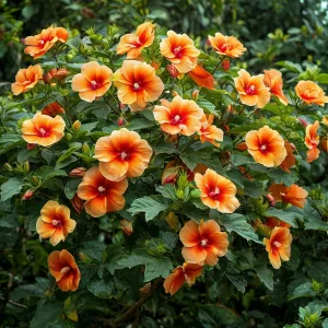 Гибискус Кристал Рэй купить по цене от 458р. в интернет-магазине «Посадика» с доставкой почтой в в Котельникие и по всей России – [изображение №1].