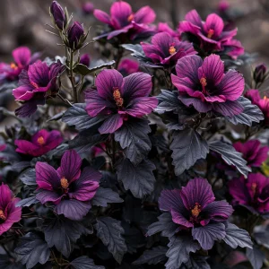 Гибискус Корал Чарм купить по цене от 271р. в интернет-магазине «Посадика» с доставкой почтой в в Котельникие и по всей России – [изображение №1].