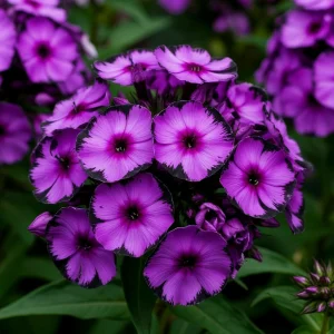 Флокс Клауд Шарм купить по цене от 299р. в интернет-магазине «Посадика» с доставкой почтой в в Котельникие и по всей России – [изображение №1].