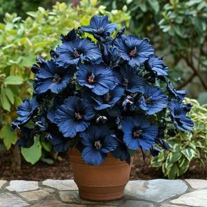 Гибискус Селестиал Флейм купить по цене от 326р. в интернет-магазине «Посадика» с доставкой почтой в в Котельникие и по всей России – [изображение №1].