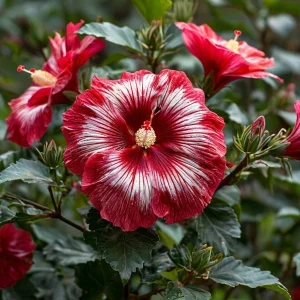 Гибискус Пурпл Мистик купить по цене от 360р. в интернет-магазине «Посадика» с доставкой почтой в в Котельникие и по всей России – [изображение №1].