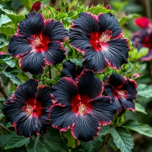 Гибискус садовый Файер Дэнсер купить по цене от 450р. в интернет-магазине «Посадика» с доставкой почтой в в Котельникие и по всей России – [изображение №1].