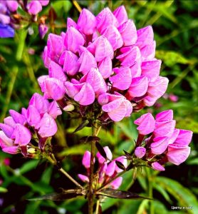 Флокс Бутоник купить по цене от 461р. в интернет-магазине «Посадика» с доставкой почтой в в Котельникие и по всей России – [изображение №1].