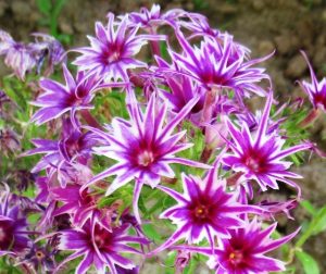 Флокс Звездное Кружево купить по цене от 361р. в интернет-магазине «Посадика» с доставкой почтой в в Котельникие и по всей России – [изображение №1].