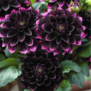 Георгин Лаванда Лейс купить по цене от 679р. в интернет-магазине «Посадика» с доставкой почтой в в Котельникие и по всей России – [изображение №1].