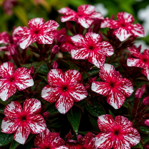 Флокс Ливер Гриммер купить по цене от 590р. в интернет-магазине «Посадика» с доставкой почтой в в Котельникие и по всей России – [изображение №1].