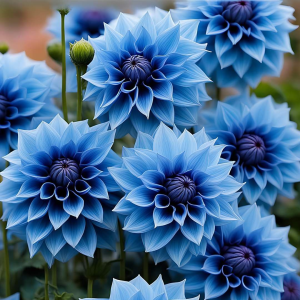 Георгин Вижапе купить по цене от 699р. в интернет-магазине «Посадика» с доставкой почтой в в Котельникие и по всей России – [изображение №1].