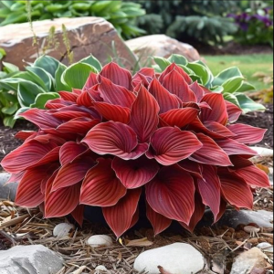 Хоста Малыш Шедевр купить по цене от 421р. в интернет-магазине «Посадика» с доставкой почтой в в Котельникие и по всей России – [изображение №1].